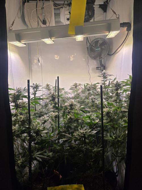 Radical Juice 🍇. Week 8