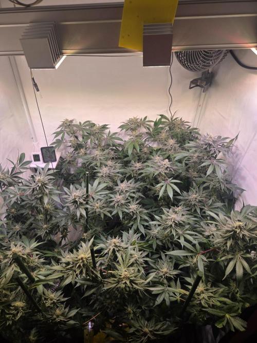 Radical Juice 🍇. Week 8