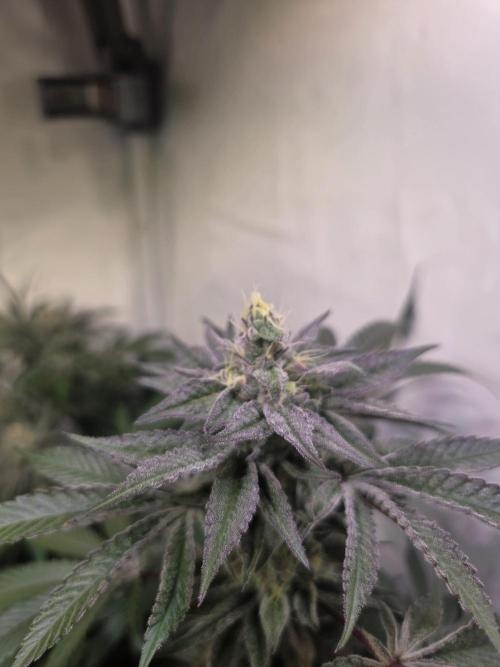 Radical Juice 🍇. Week 8