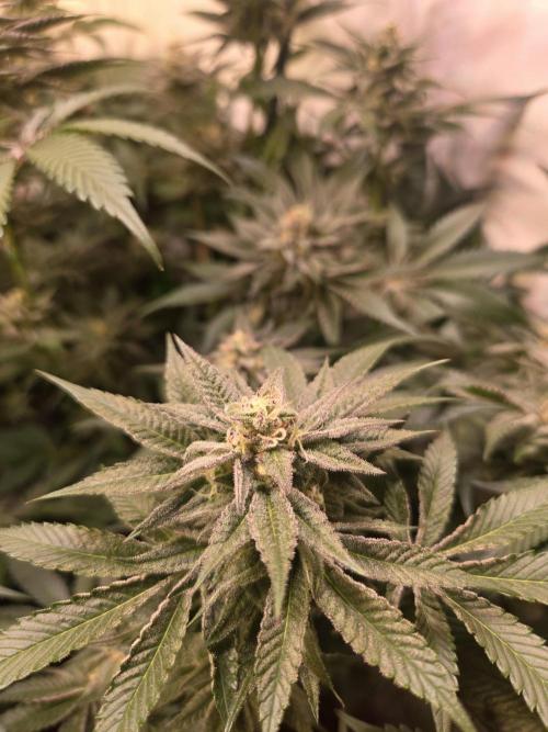 Radical Juice 🍇. Week 8