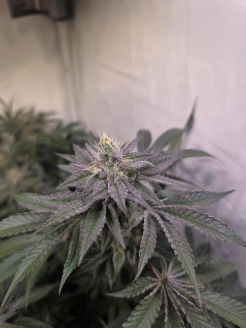 Radical Juice 🍇. Week 8