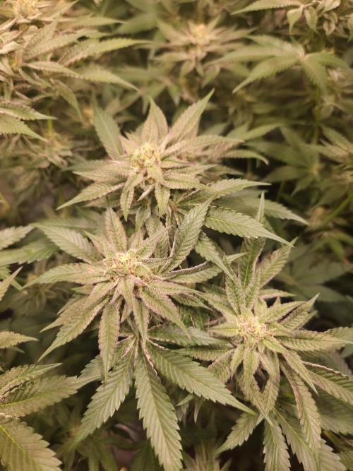 Radical Juice 🍇. Week 8