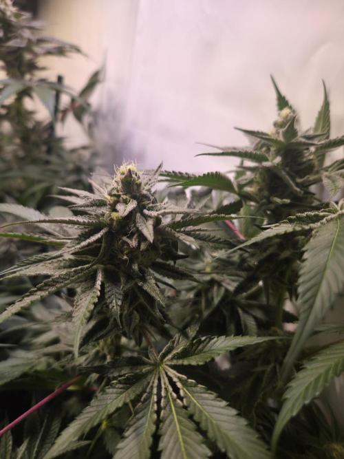 Radical Juice 🍇. Week 8