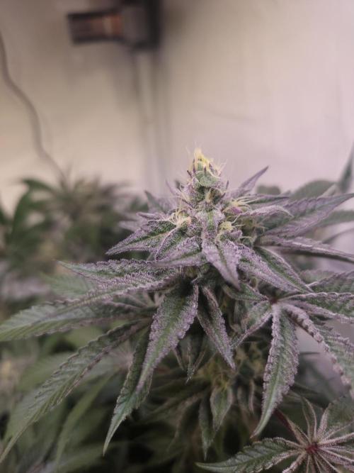 Radical Juice 🍇. Week 8