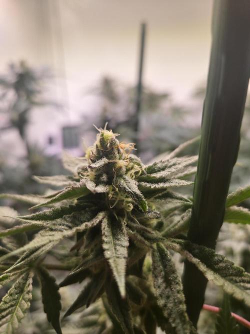 Radical Juice 🍇. Week 8