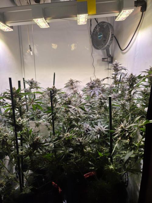 Radical Juice 🍇. Week 9