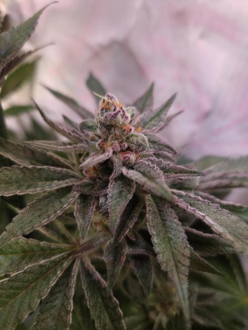 Radical Juice 🍇. Week 9