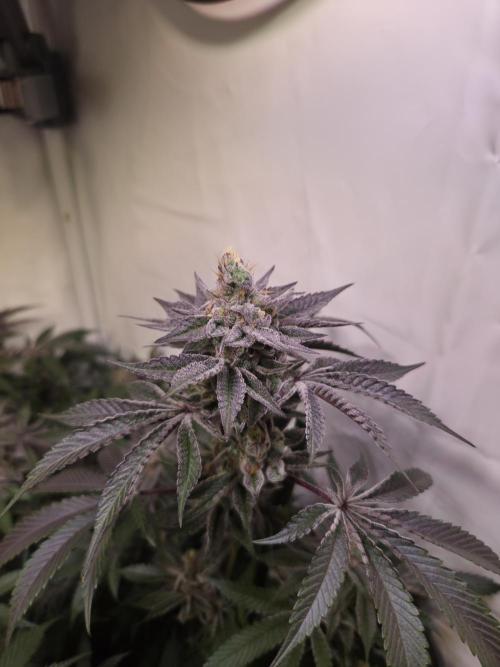 Radical Juice 🍇. Week 9