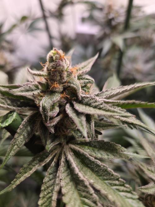 Radical Juice 🍇. Week 9