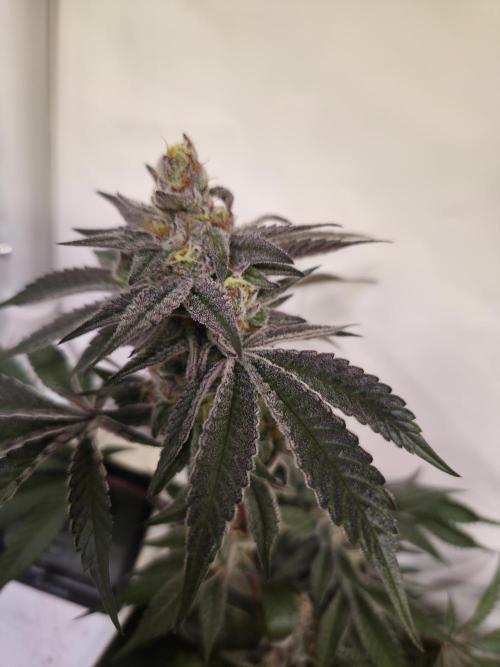 Radical Juice 🍇. Week 9