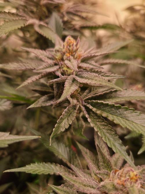 Radical Juice 🍇. Week 9