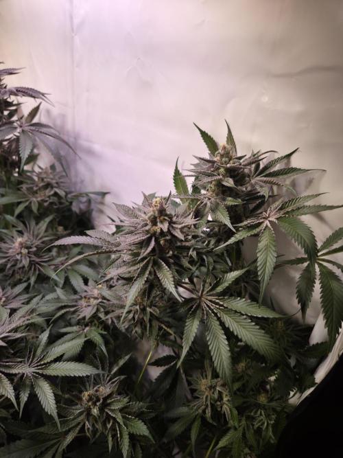 Radical Juice 🍇. Week 9