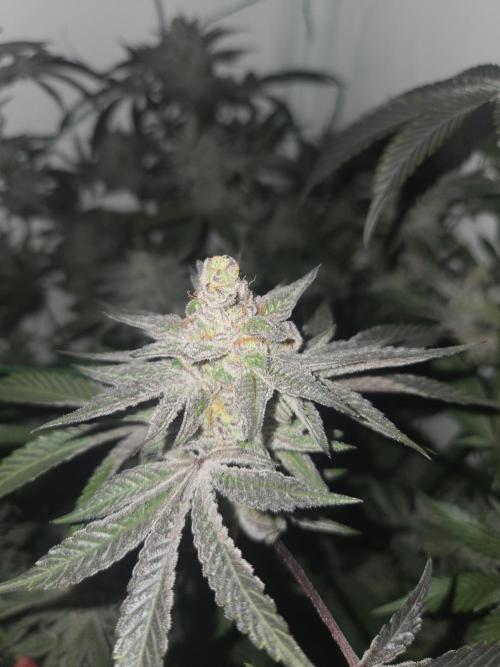 Radical Juice 🍇. Week 9