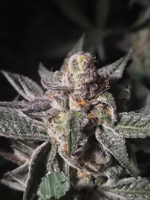 Radical Juice 🍇. Week 9