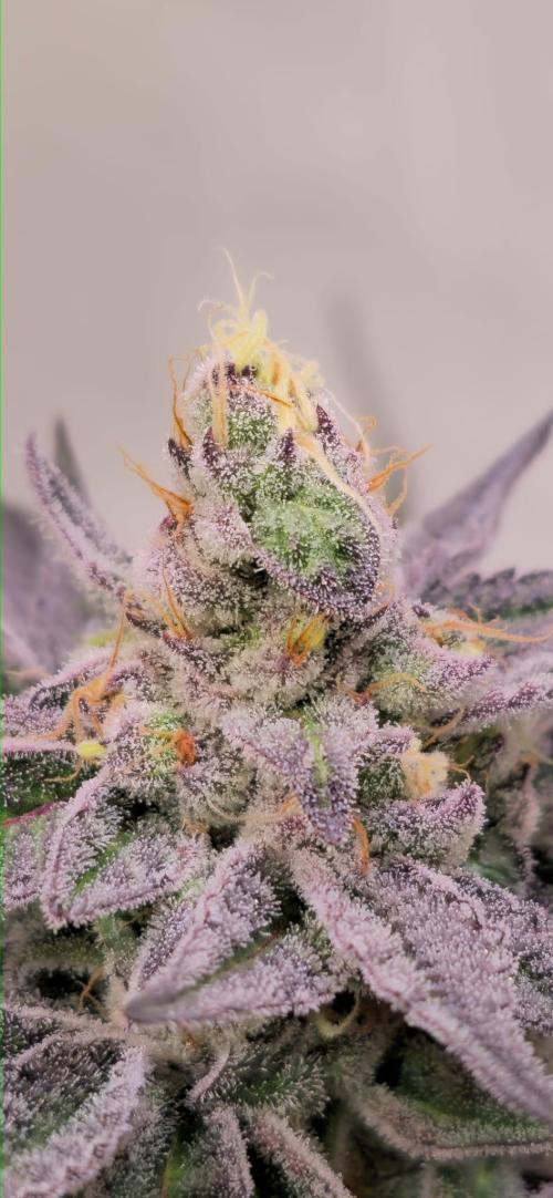 Radical Juice 🍇. Week 9