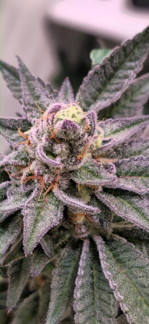 Radical Juice 🍇. Week 9