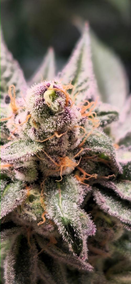 Radical Juice 🍇. Week 9