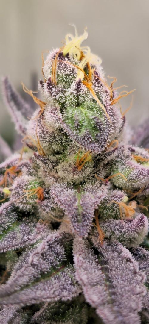 Radical Juice 🍇. Week 9