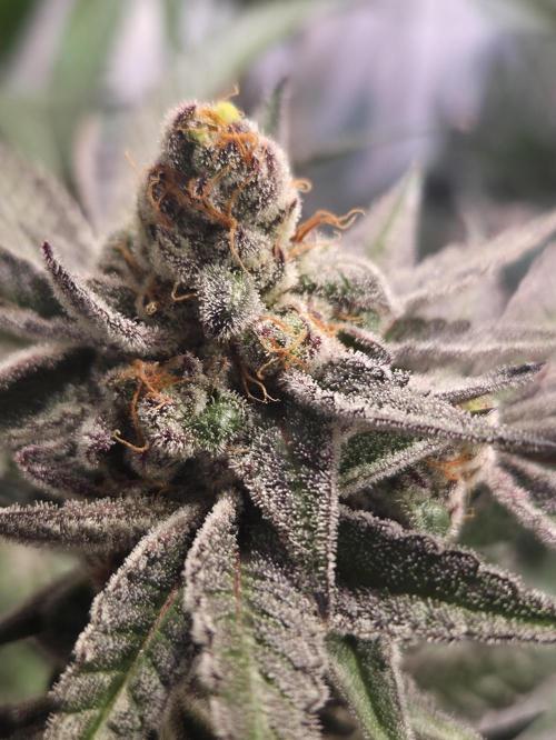 Radical Juice 🍇. Week 10