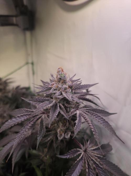 Radical Juice 🍇. Week 10