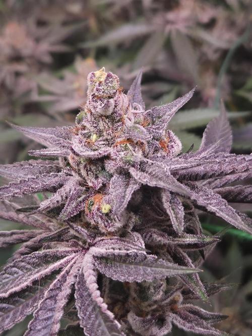 Radical Juice 🍇. Week 10