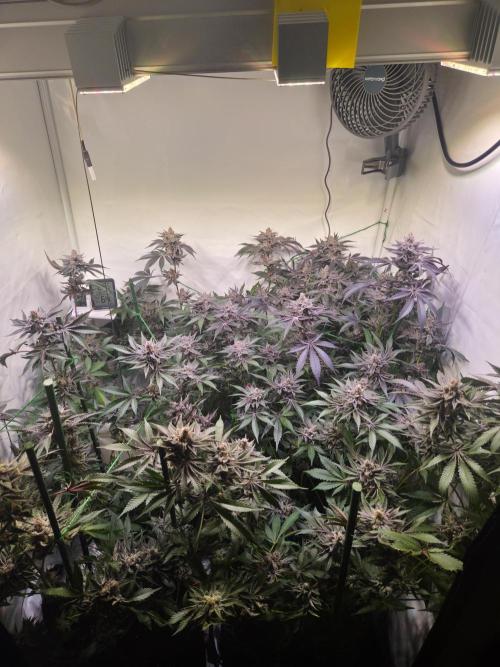 Radical Juice 🍇. Week 10