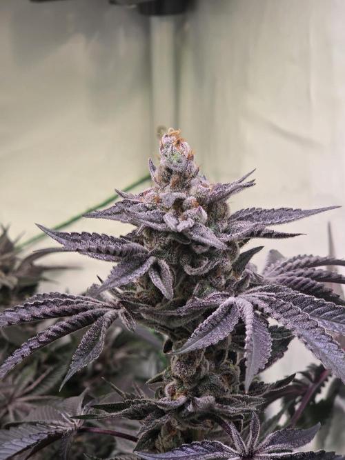 Radical Juice 🍇. Week 10