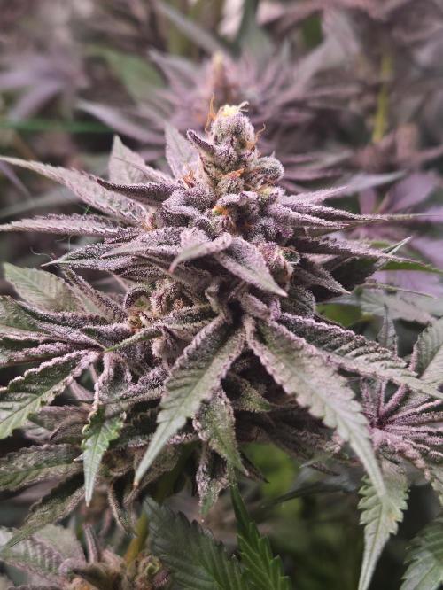 Radical Juice 🍇. Week 10