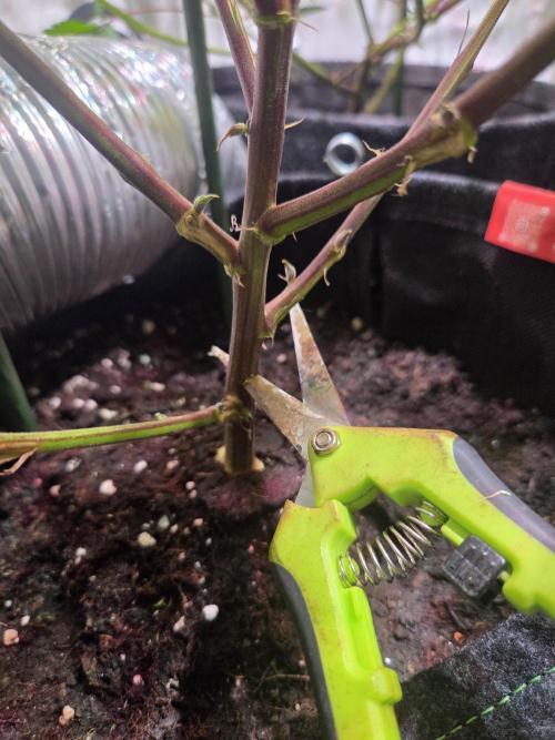 Radical Juice 🍇. Week 10