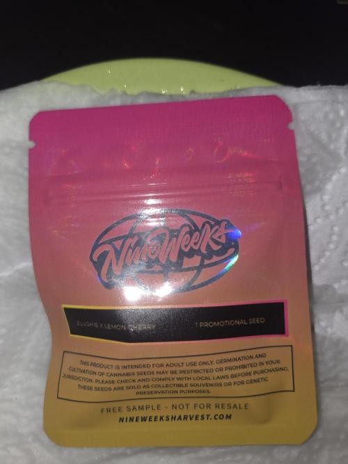 Mary Jane 2025 Genetik Run. Week 0