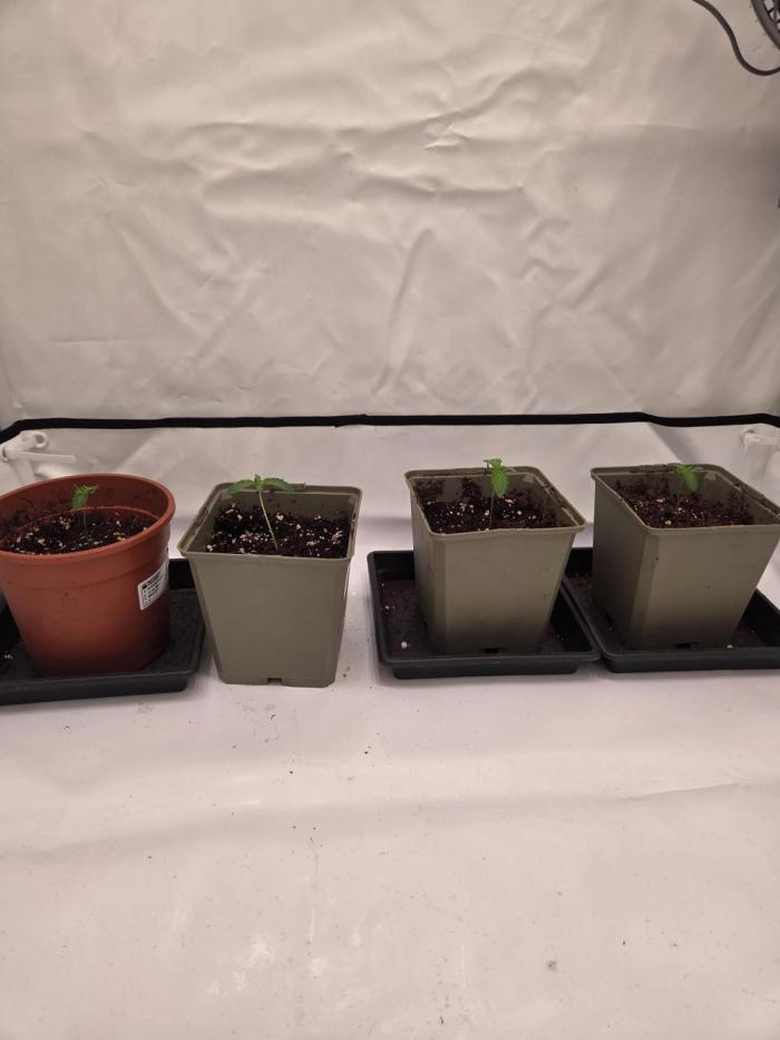 Mary Jane 2025 Genetik Run. Week 1