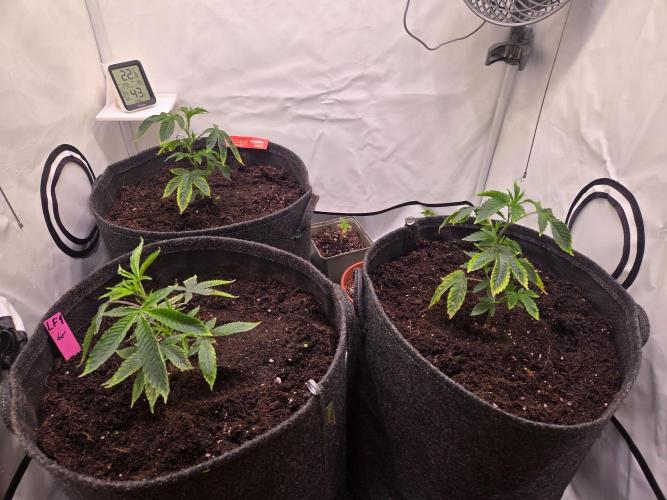 🇺🇸 Wizard Trees | Lemon fever 🍋. Week 1