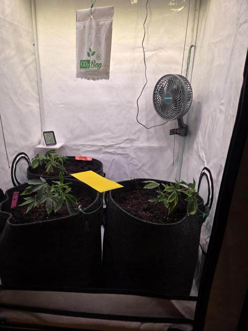 🇺🇸 Wizard Trees | Lemon fever 🍋. Week 1