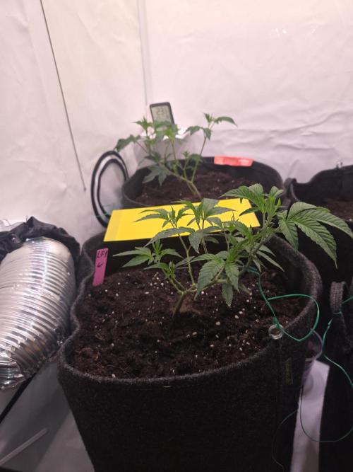 🇺🇸 Wizard Trees | Lemon fever 🍋. Week 2