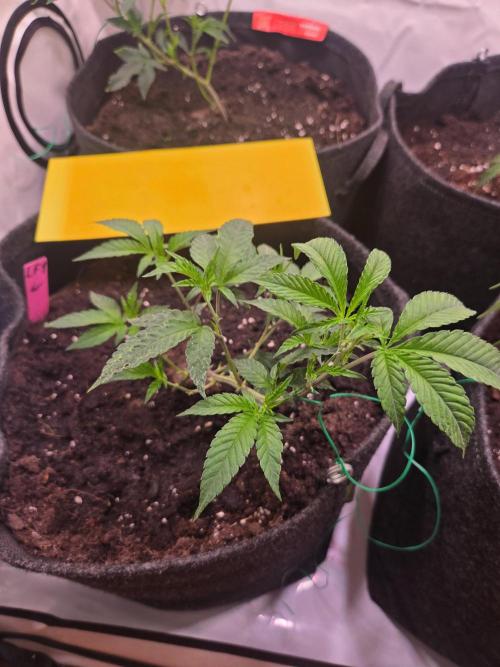 🇺🇸 Wizard Trees | Lemon fever 🍋. Week 2