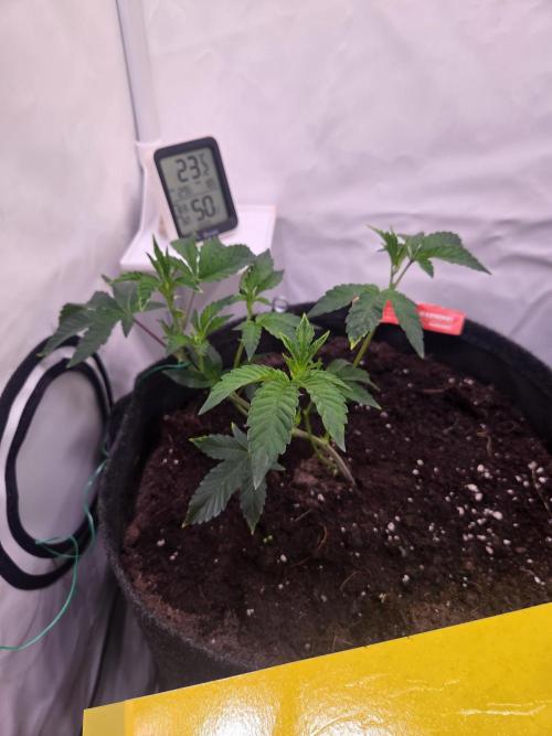 🇺🇸 Wizard Trees | Lemon fever 🍋. Week 2