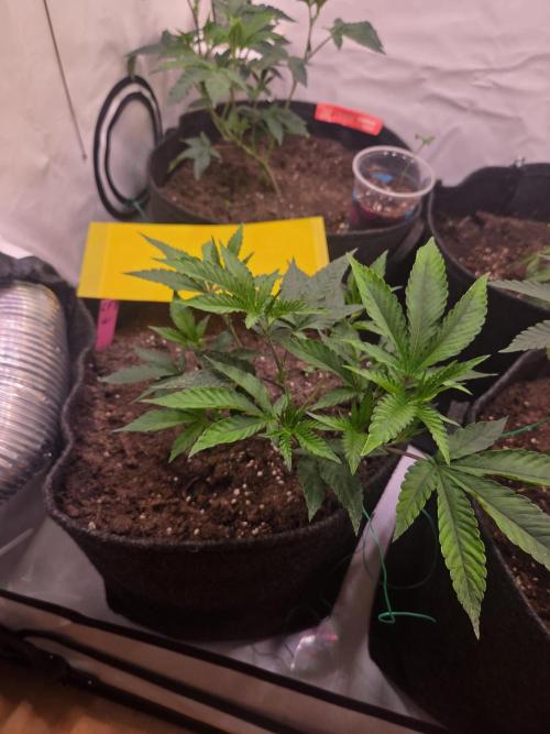 🇺🇸 Wizard Trees | Lemon fever 🍋. Week 3