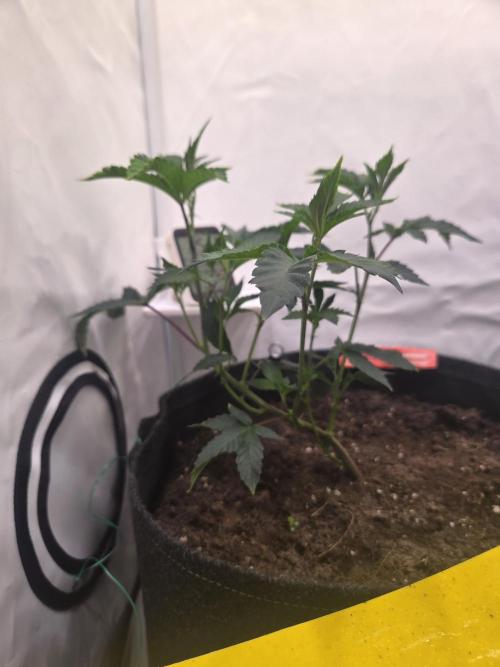 🇺🇸 Wizard Trees | Lemon fever 🍋. Week 3