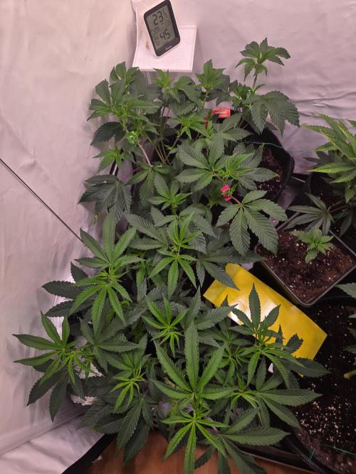 🇺🇸 Wizard Trees | Lemon fever 🍋. Week 3