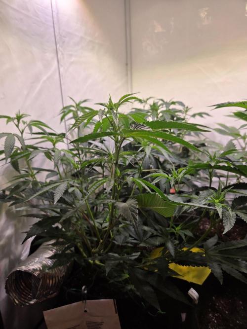 🇺🇸 Wizard Trees | Lemon fever 🍋. Week 4