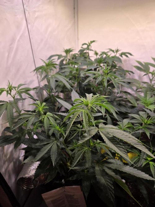 🇺🇸 Wizard Trees | Lemon fever 🍋. Week 4