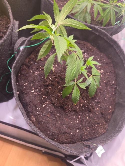 🇺🇸 Sherbanger#22 Cut | Living Soil. Week 1