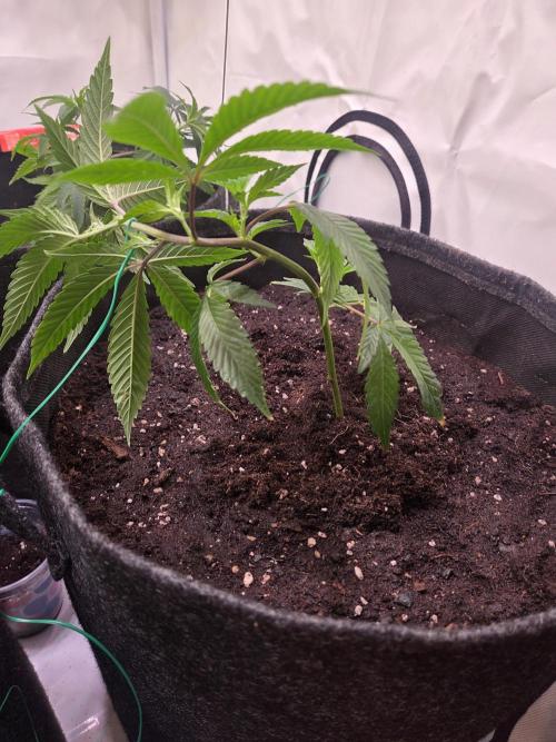 🇺🇸 Sherbanger#22 Cut | Living Soil. Week 1