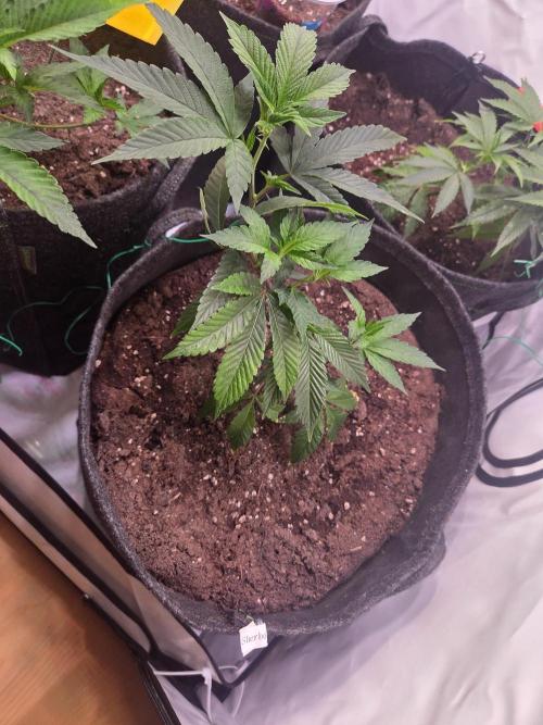 🇺🇸 Sherbanger#22 Cut | Living Soil. Week 2