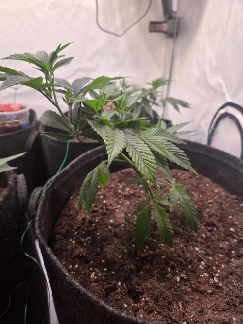 🇺🇸 Sherbanger#22 Cut | Living Soil. Week 2