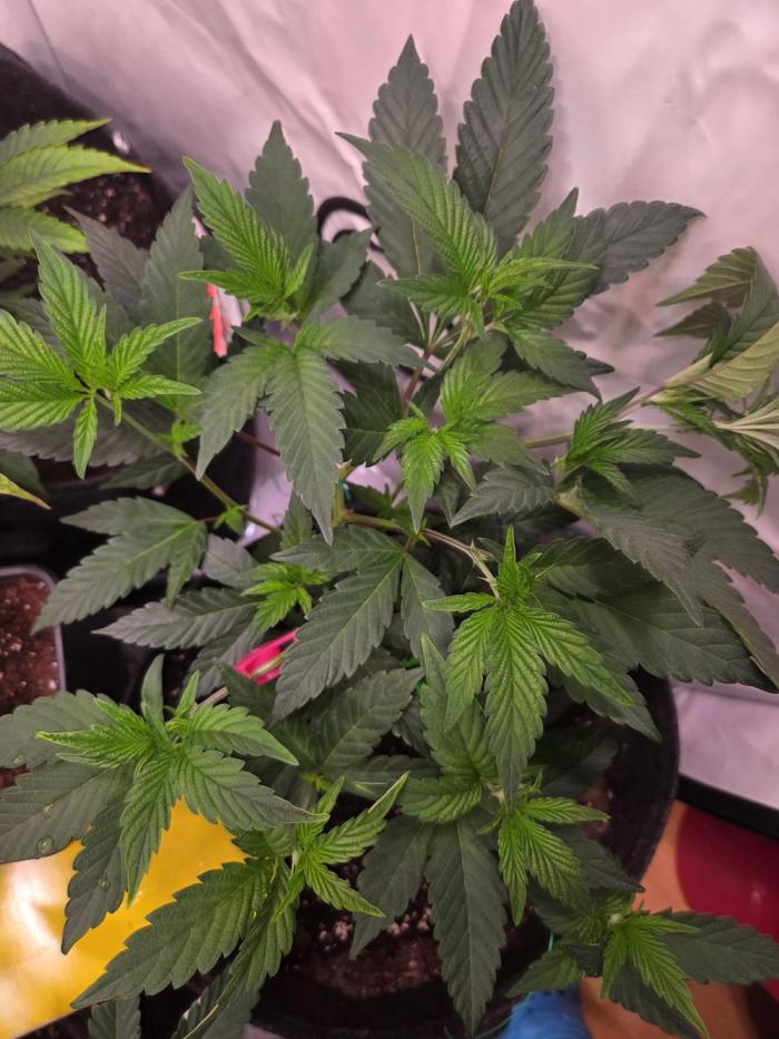 🇺🇸 Sherbanger#22 Cut | Living Soil. Week 3