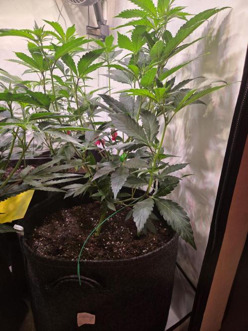 🇺🇸 Sherbanger#22 Cut | Living Soil. Week 4