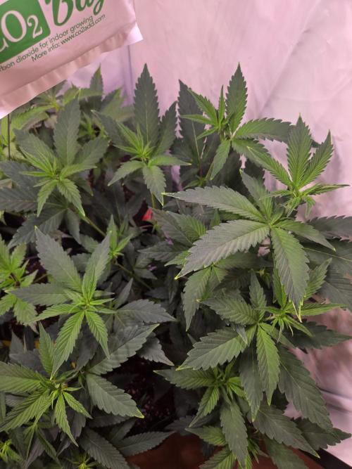 🇺🇸 Sherbanger#22 Cut | Living Soil. Week 4