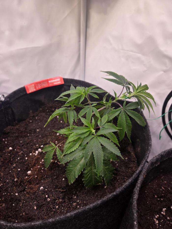 🇺🇸 Zozay Cut | Living Soil. Week 1