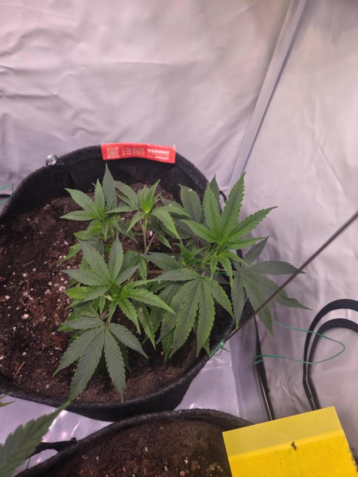 🇺🇸 Zozay Cut | Living Soil. Week 2